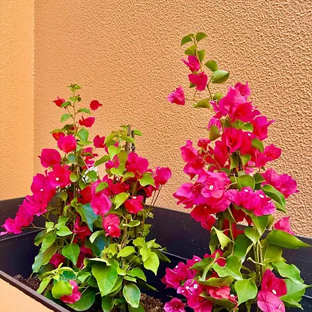 Tatil parkı Salgados Premium 4