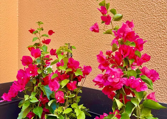 ホリデーパーク Salgados Premium 4